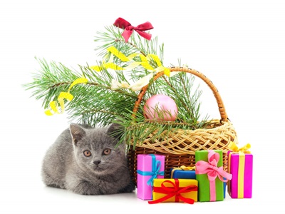 cat gift basket
