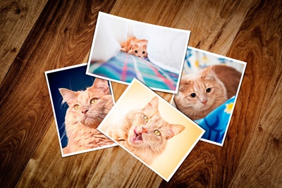 cat photos for frame