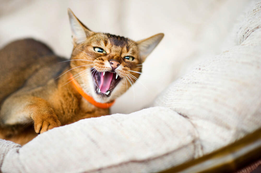 Cat sounds: what miaowing, purring and hissing really mean