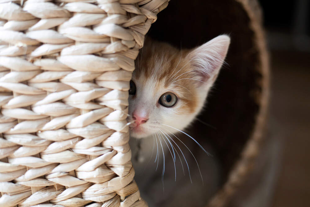 Is your cat hiding a lot? You may need to take some proactive steps to help your cat feel more confident.