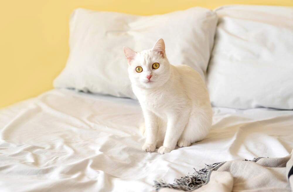 If your cat's peeing on your bed, follow these steps to take care of the problem.