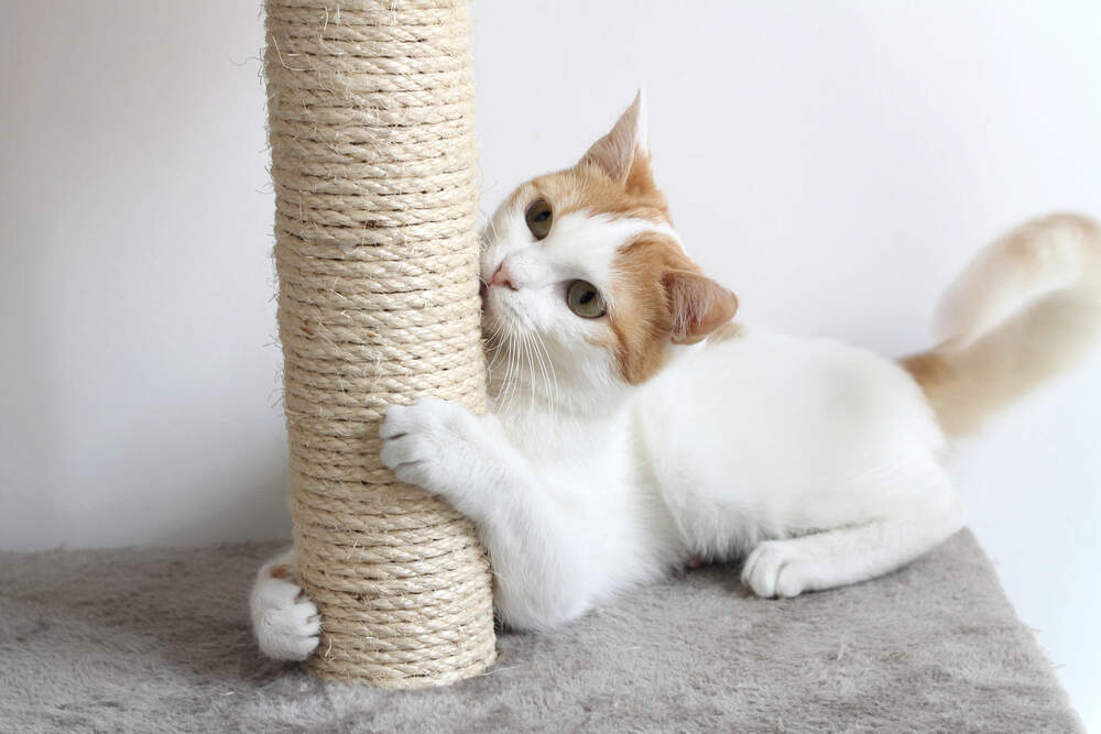 Cats love to scratch. It's instinctual and good for their health.