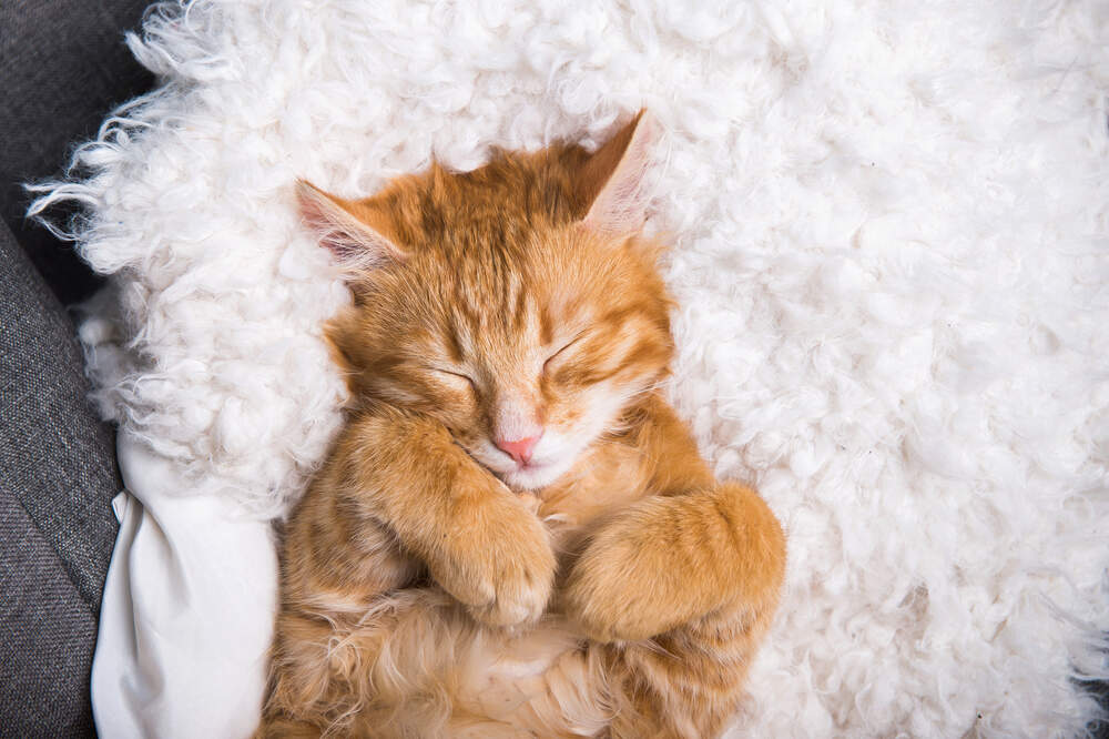 Sleeping cats are so adorable. But just how much sleep do they really need every day? 
