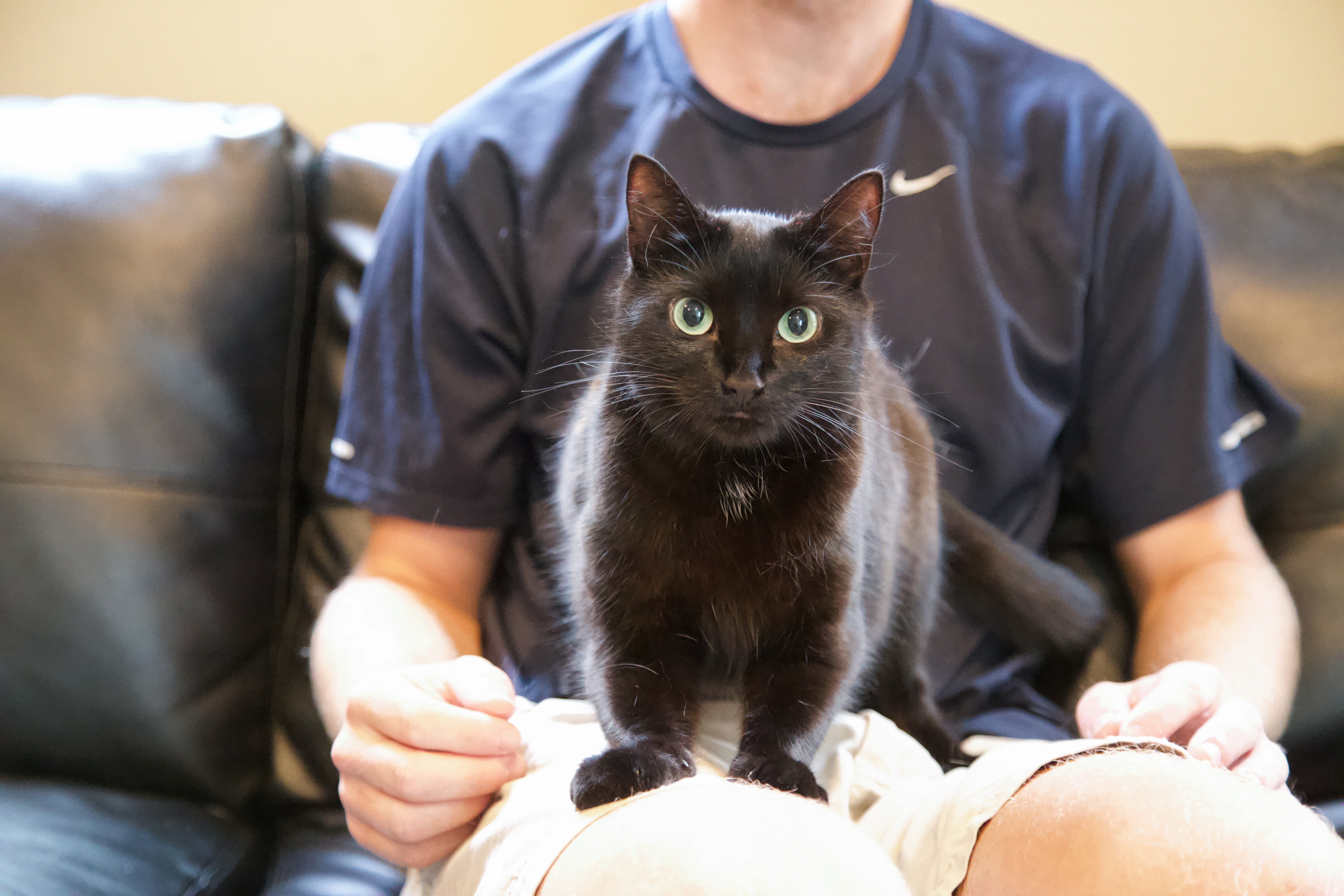 Spark and pet parent, Chet Selis, are living a harmonious life with the help of Comfort Zone products.