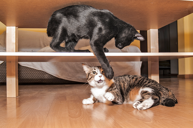 black cat on shelf pawing at brown cat underneath shelf