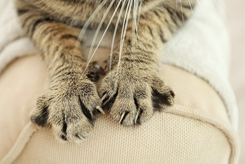 cat clawing at ivory sofa arm