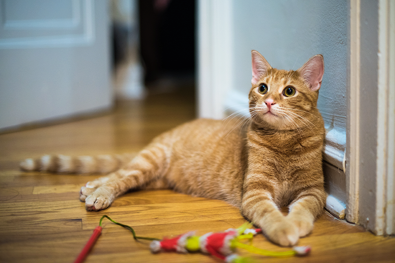 orange tabby laying on wooden floor with cat toy on stick