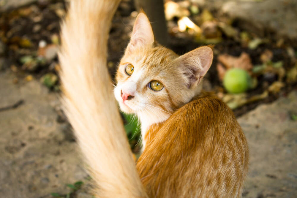 Cats wag their tails for a variety of reasons, including when they're happy or hunting. 