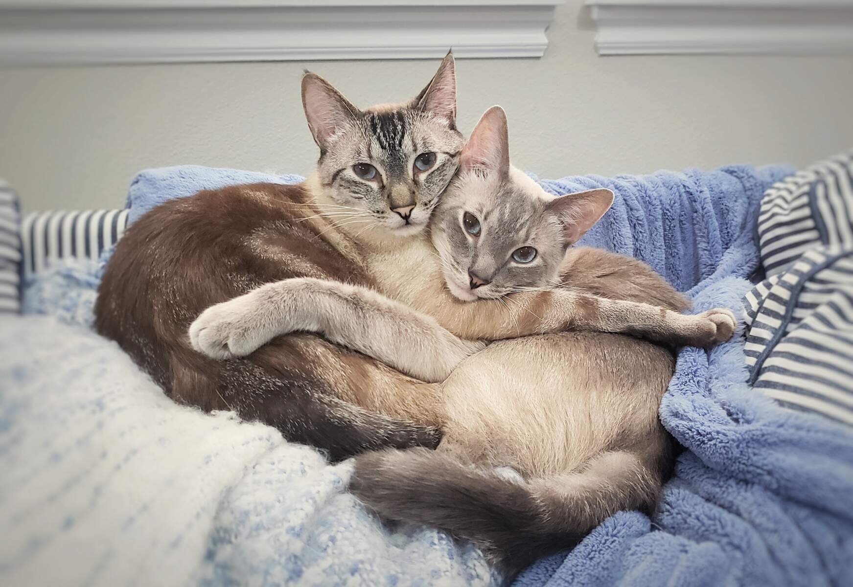 Willy and Simba relax together on the sofa.